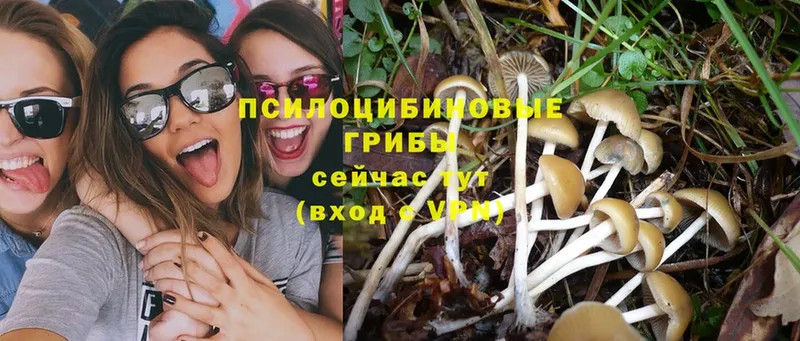 Псилоцибиновые грибы Psilocybe  мега зеркало  Горнозаводск 